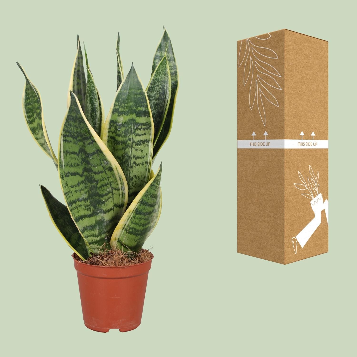 Sansevieria Trifasciata Futura Superba (9671)