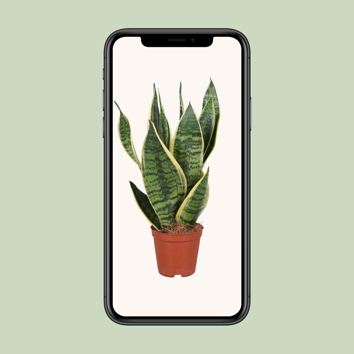 Sansevieria Trifasciata Futura Superba (9671)