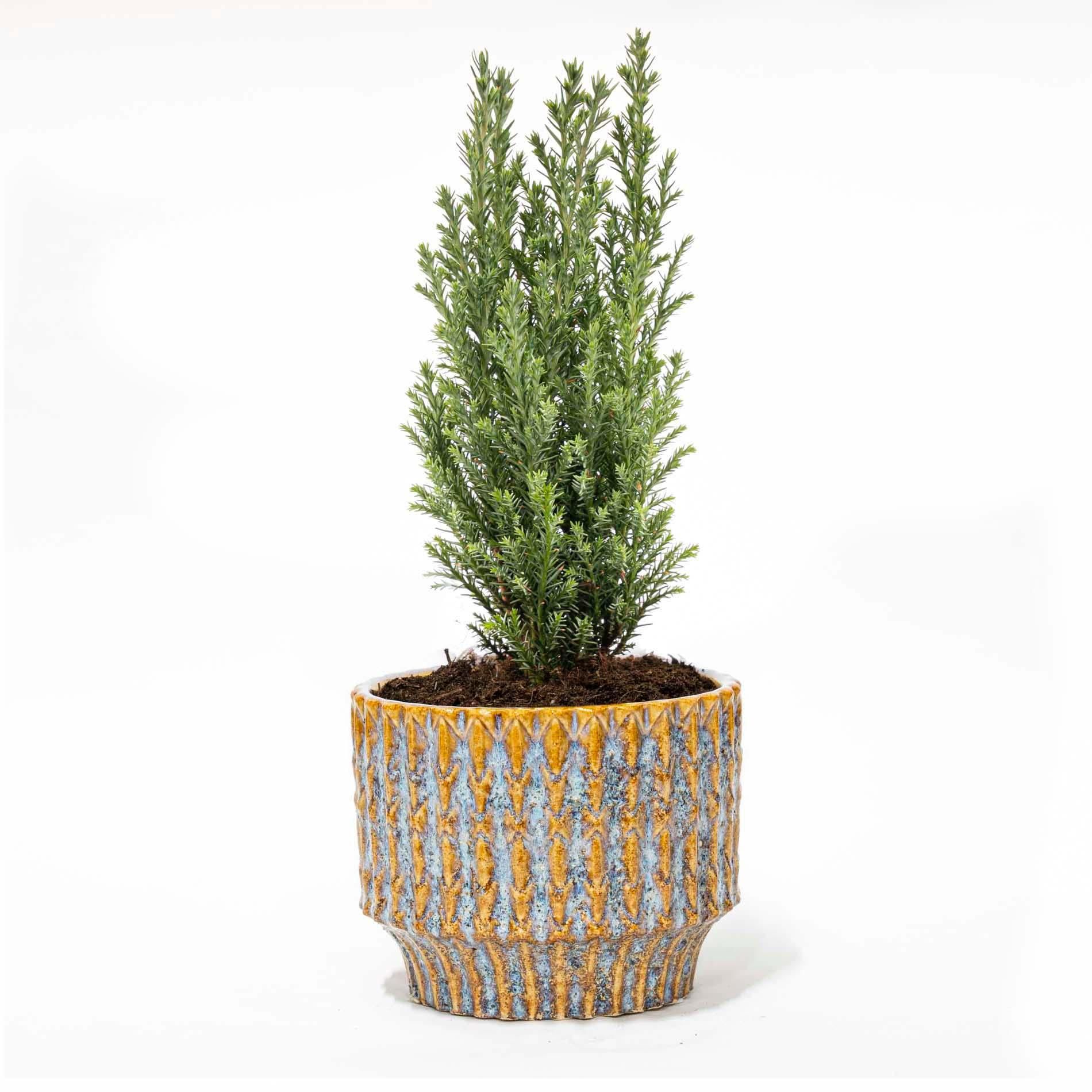 Kerstboom 'Ellwoodii' + Pot Echo - 25 - 30 cm hoog (8720872023243)