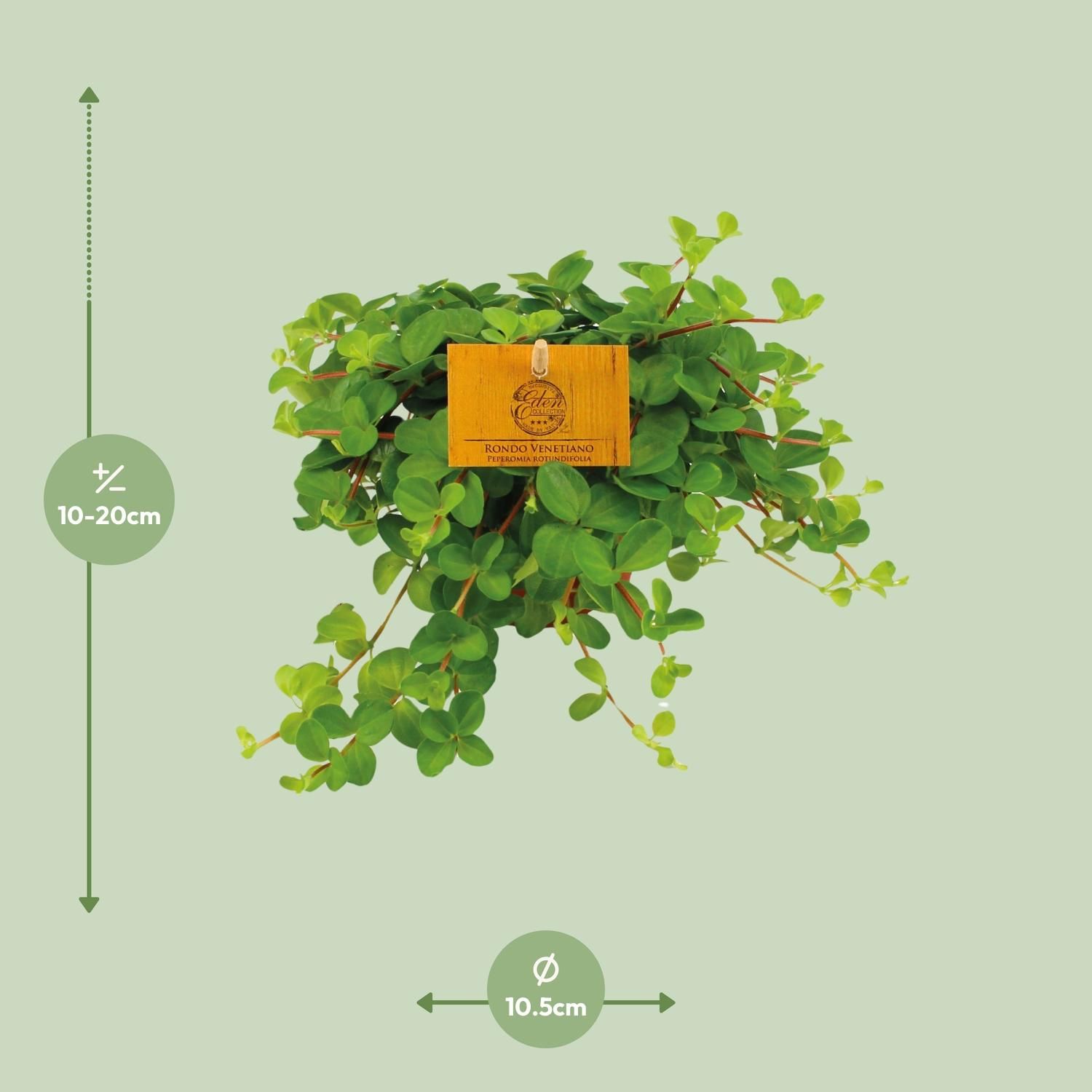 Peperomia Rotundifolia (12828)