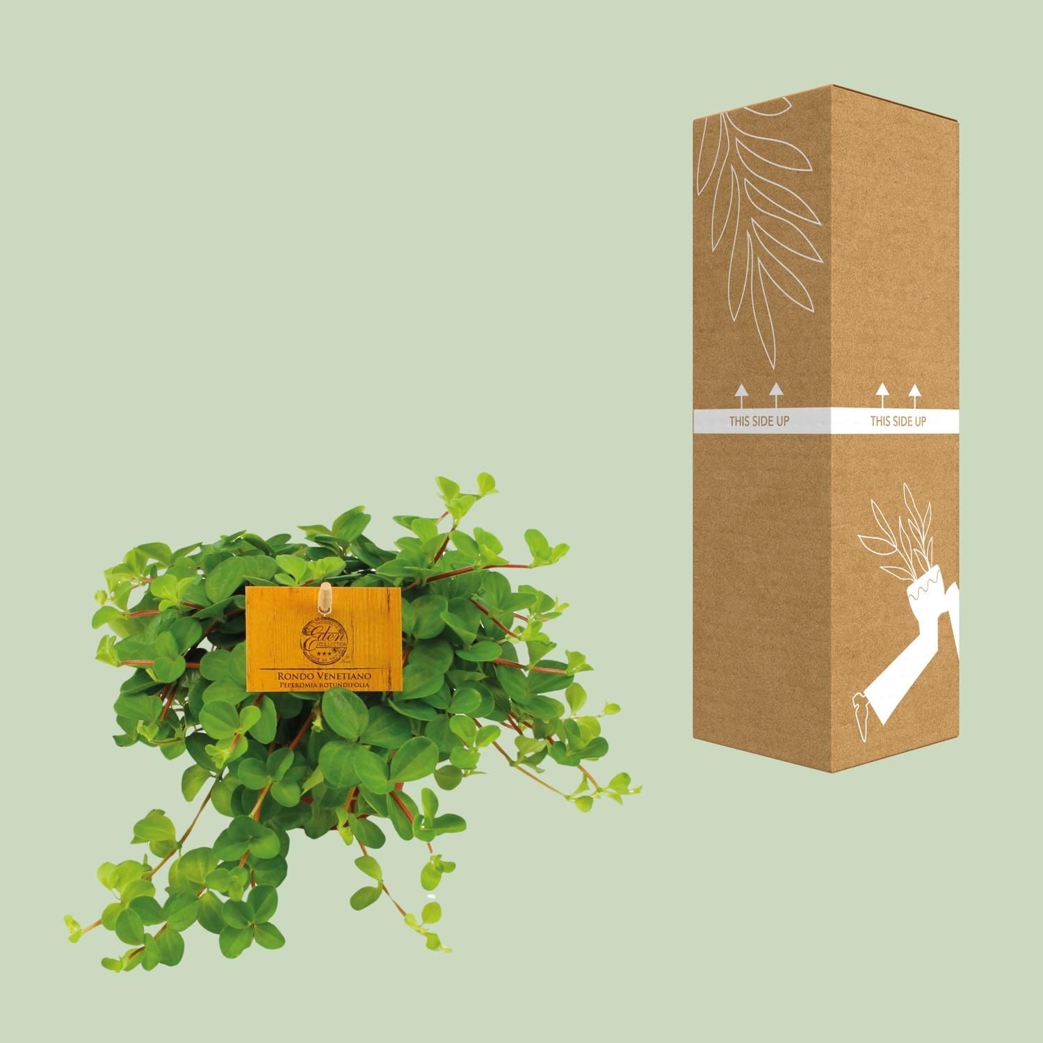 Peperomia Rotundifolia (12828)