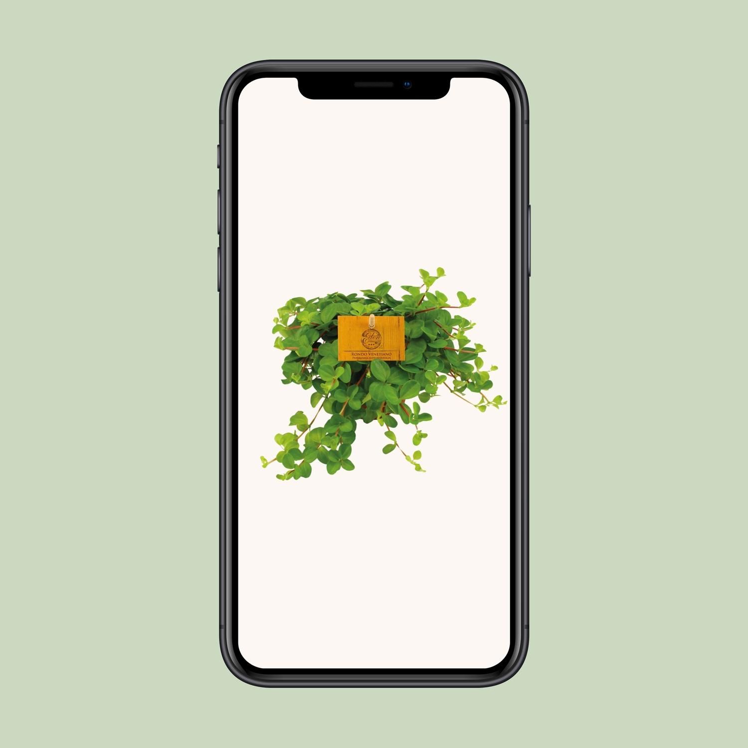 Peperomia Rotundifolia (12828)