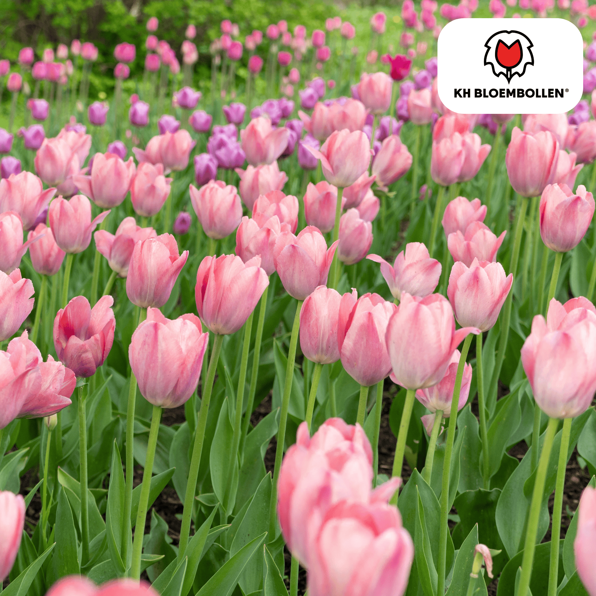 Tulpenbollen Apricot Delight – 20 Stuks | KH Bloembollen® | Roze Apricot Tulp – Zacht & Fris – Cadeau voor Tuin of Pot – Maat 11/12 – Vers (51146)