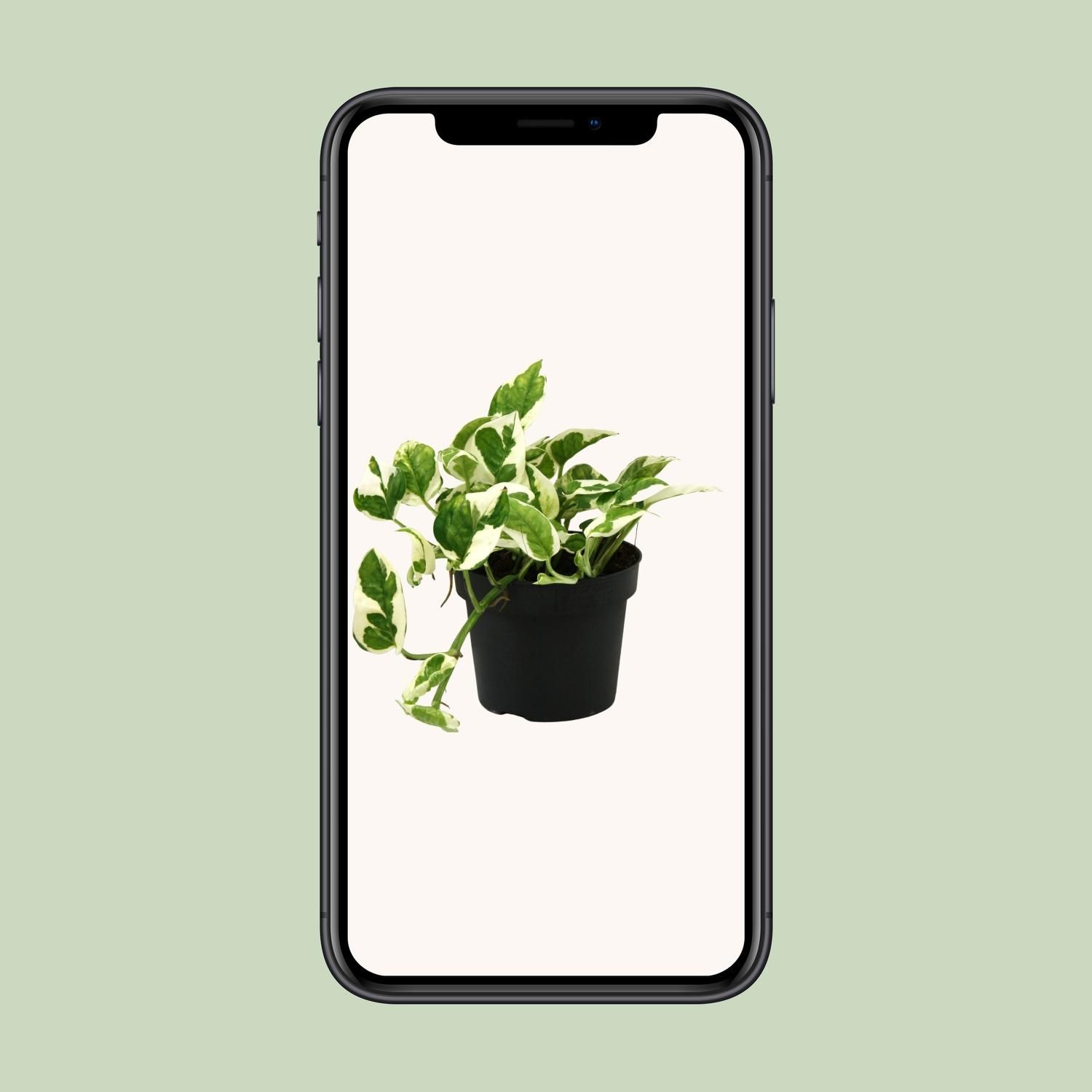 Scindapsus (Epipremnum) N'joy (18821)