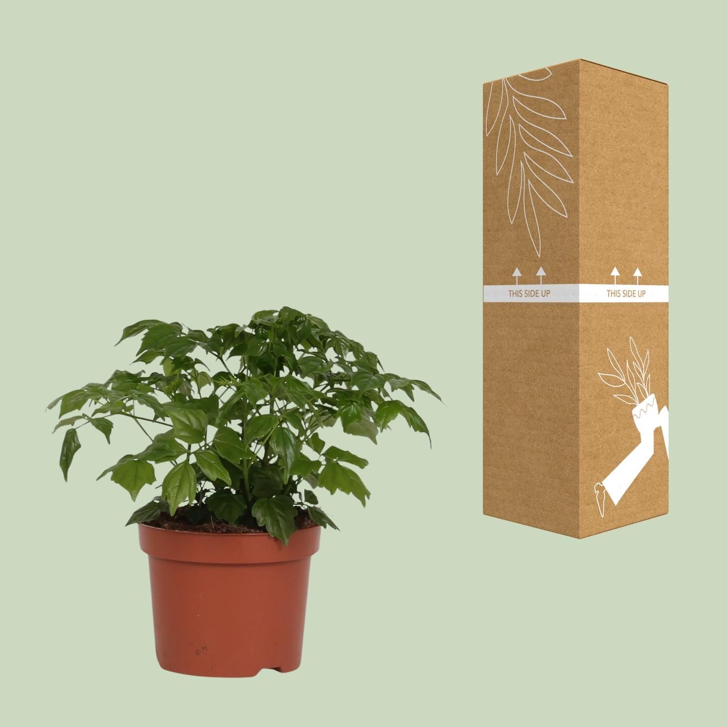 Rademachera Sinica (8691)