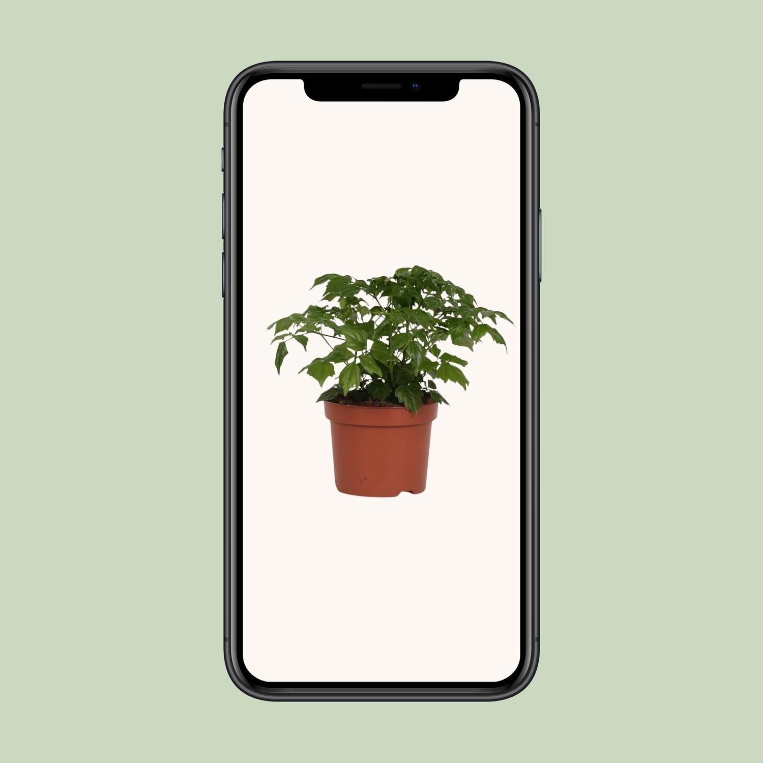 Rademachera Sinica (8691)