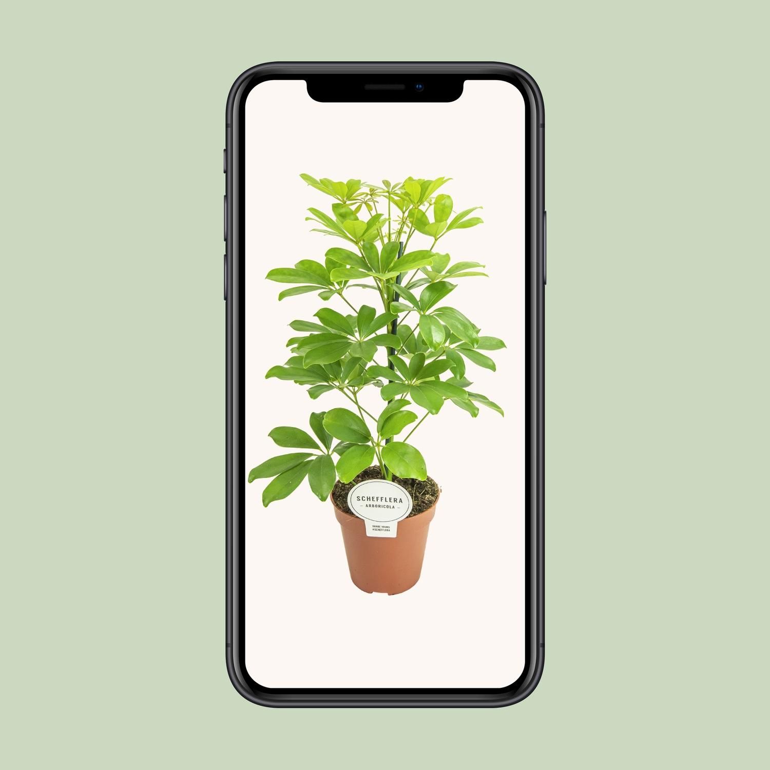 Schefflera Nora (16579)