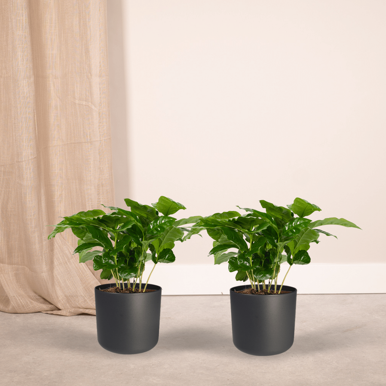 Coffea Arabica (Koffieplant) - 2 stuks (10236)