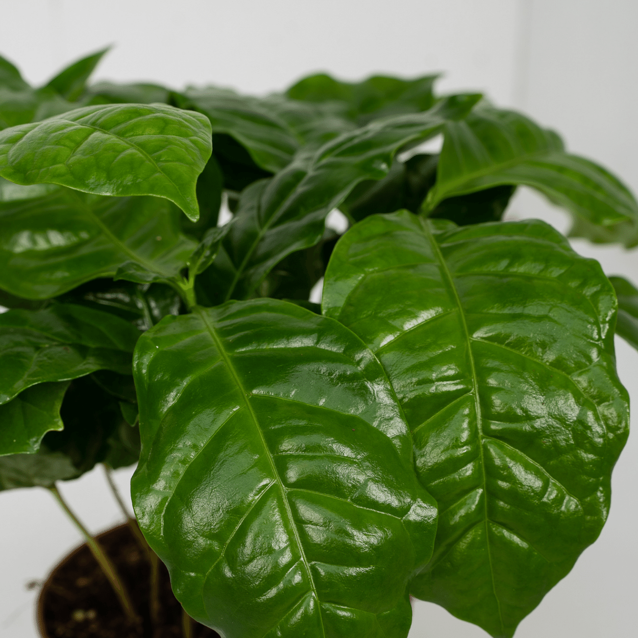 Coffea Arabica (Koffieplant) - 2 stuks (10236)