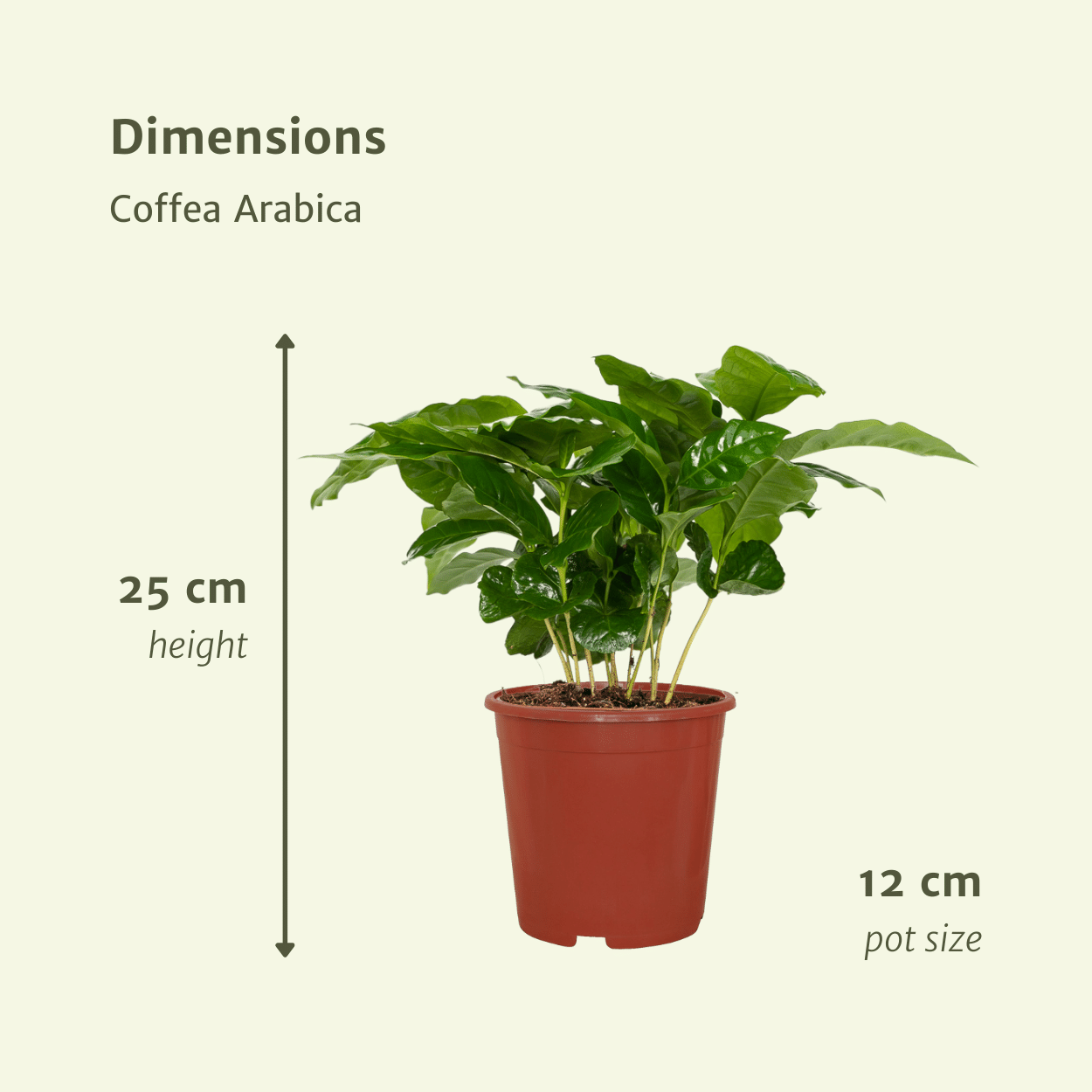 Coffea Arabica (Koffieplant) - 2 stuks (10236)