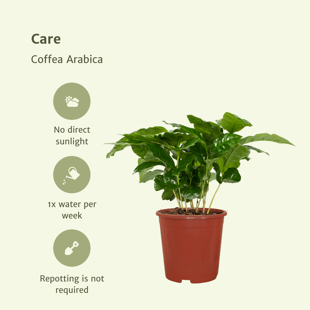 Coffea Arabica (Koffieplant) - 2 stuks (10236)