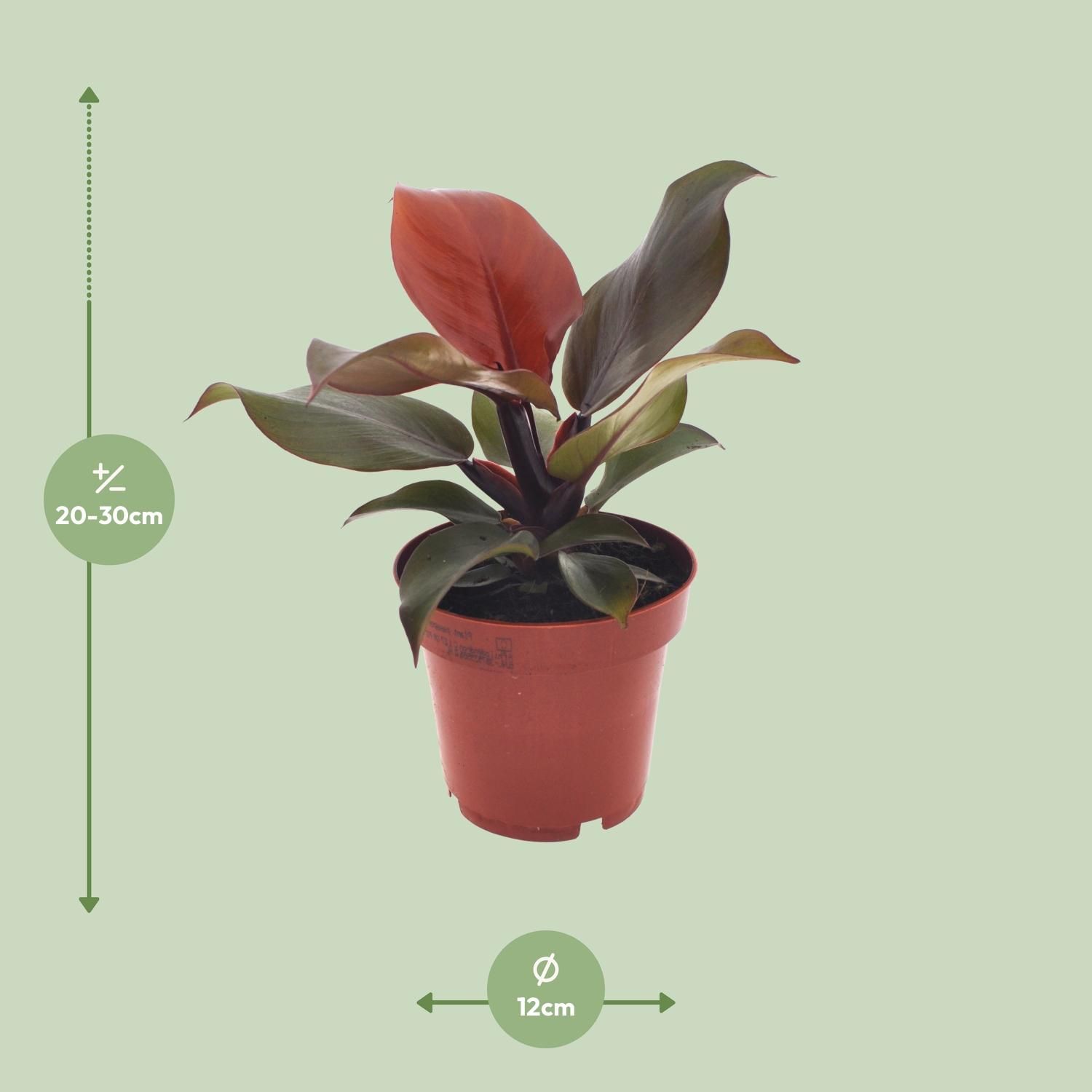 Philodendron Imperial Red (11371)