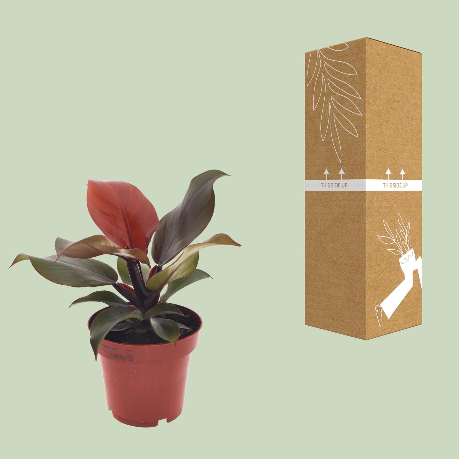 Philodendron Imperial Red (11371)