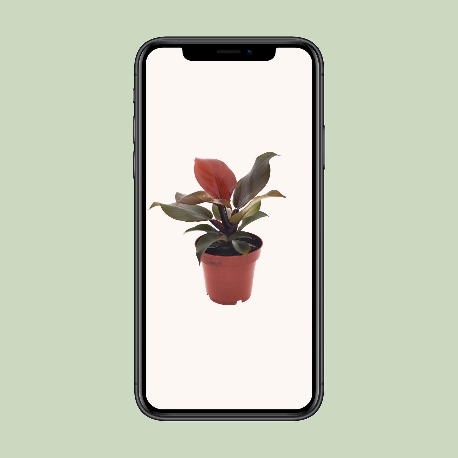Philodendron Imperial Red (11371)