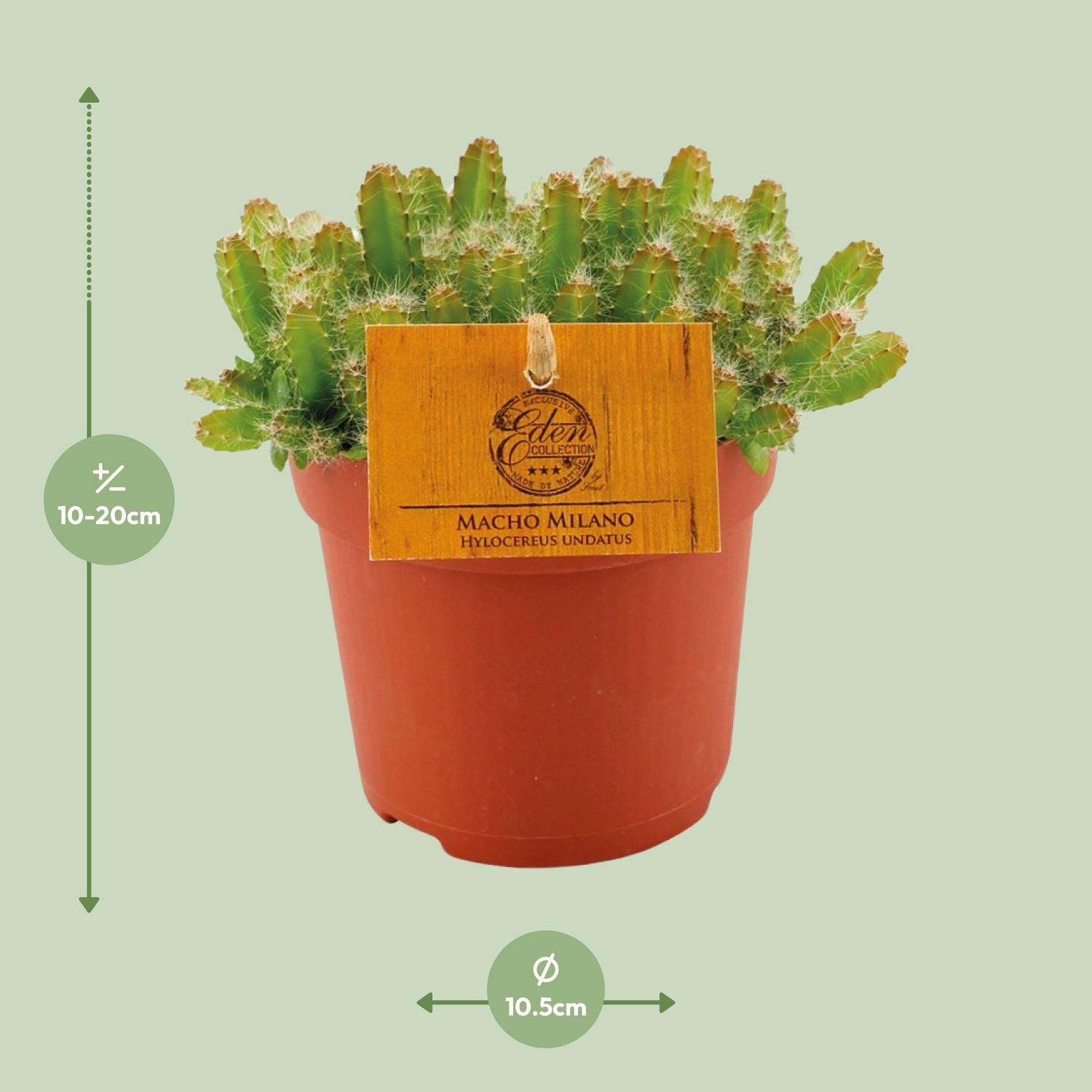 Hylocereus Undatus (12830)