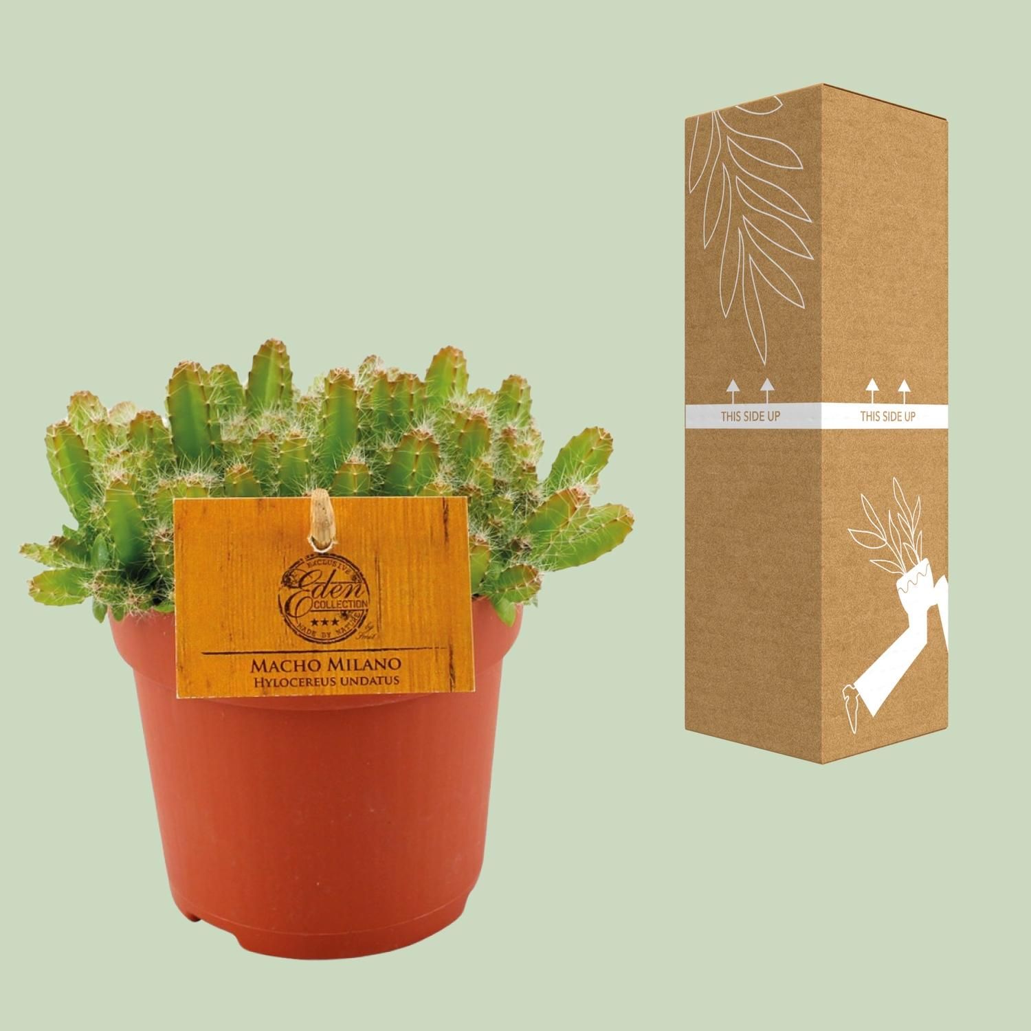 Hylocereus Undatus (12830)