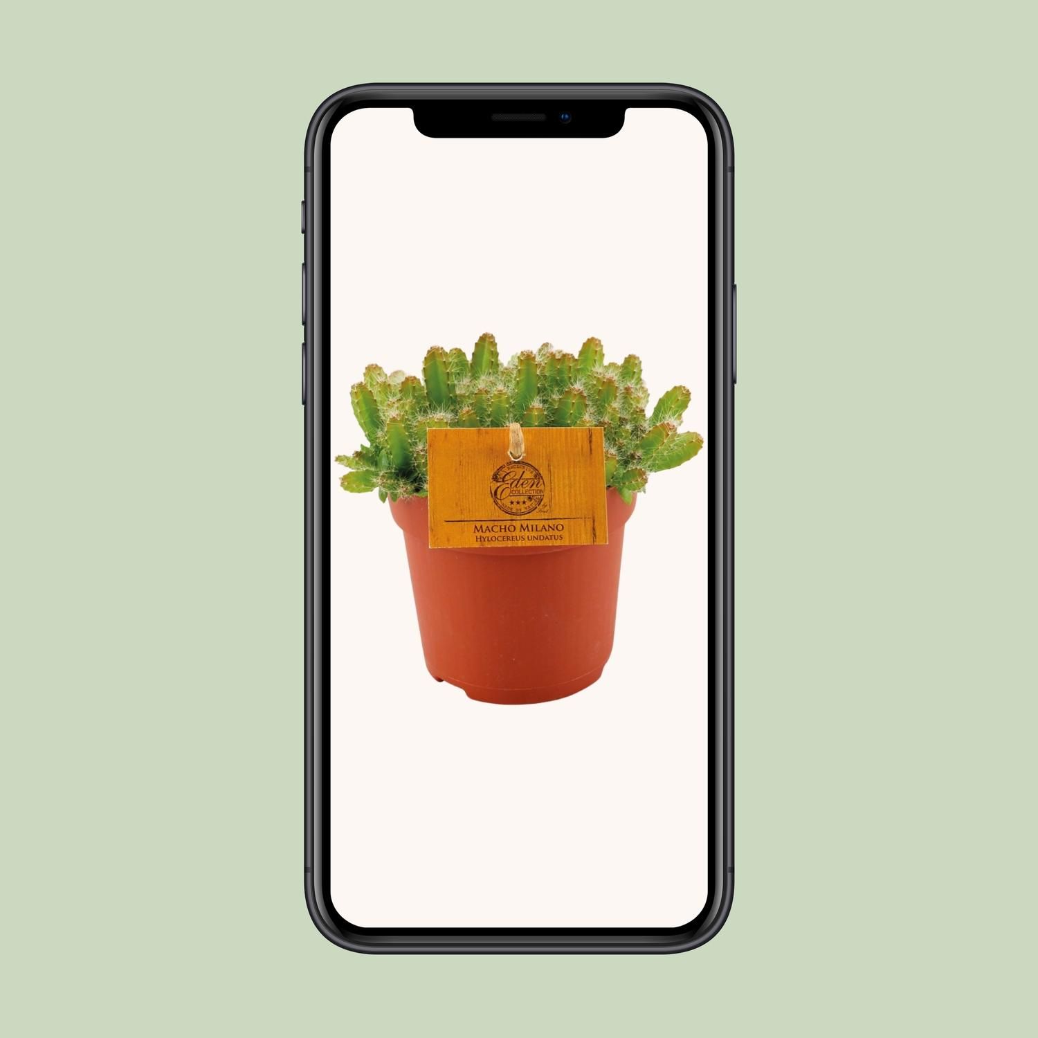 Hylocereus Undatus (12830)