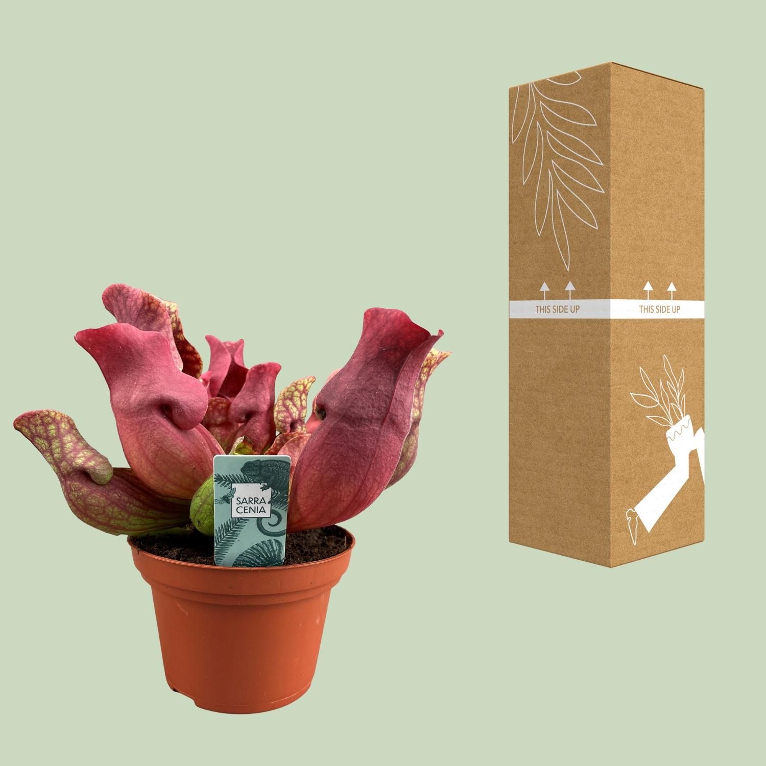 Sarracenia Maroon - Ø12 ↕23 (13934)