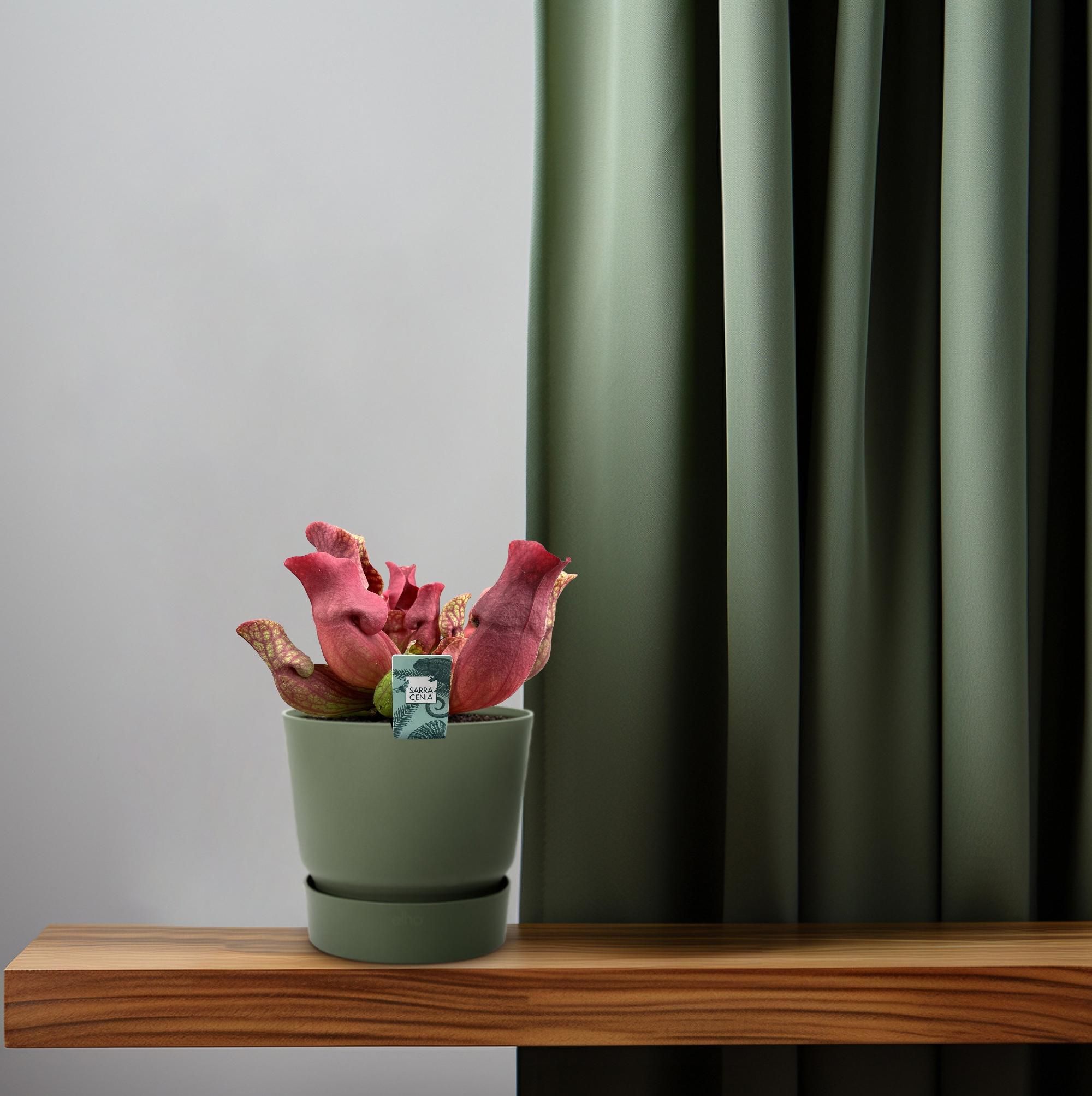 Sarracenia Maroon - Ø12 ↕23 (13934)