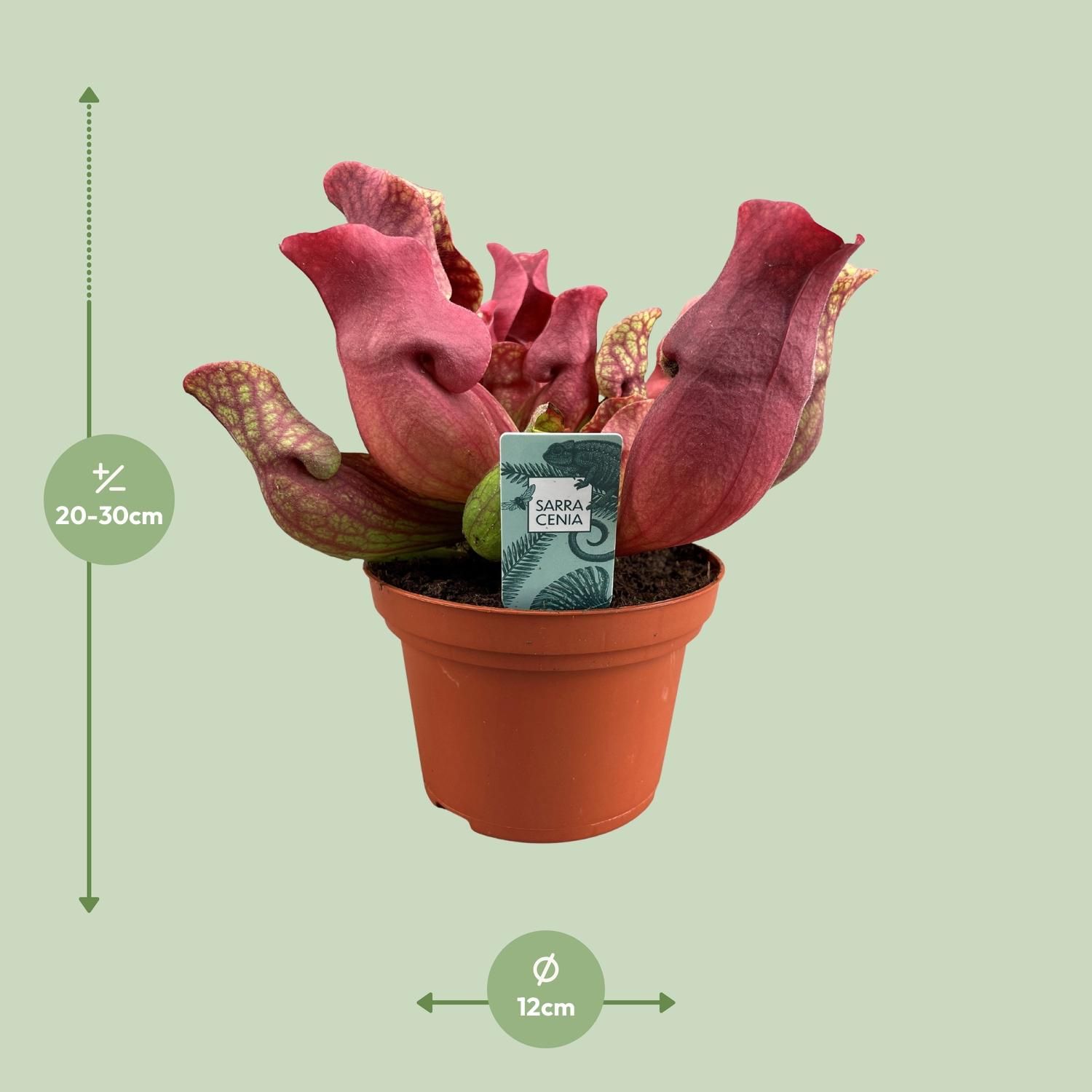 Sarracenia Maroon - Ø12 ↕23 (13934)