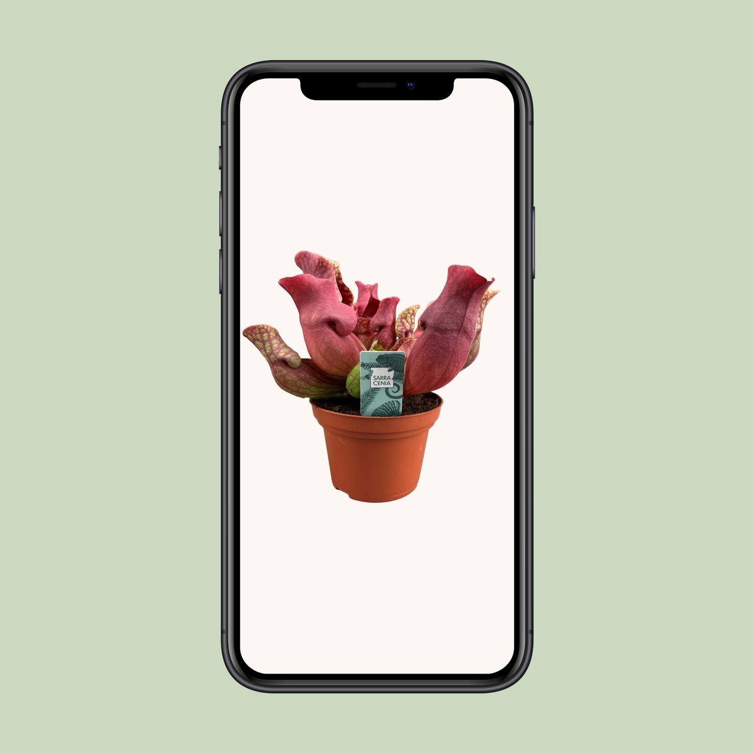 Sarracenia Maroon - Ø12 ↕23 (13934)