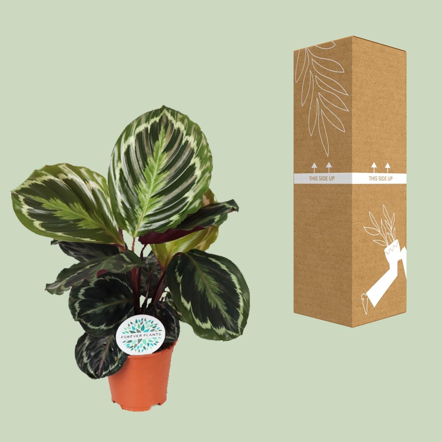 Calathea Medallion (15767)