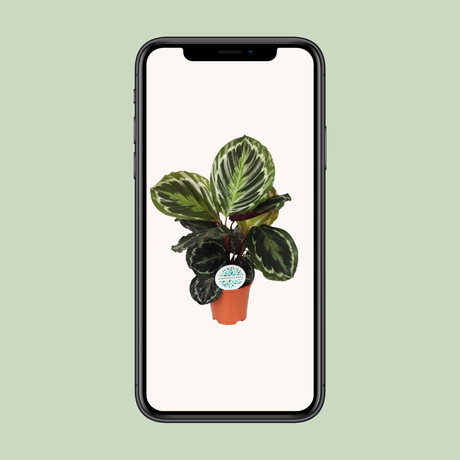 Calathea Medallion (15767)