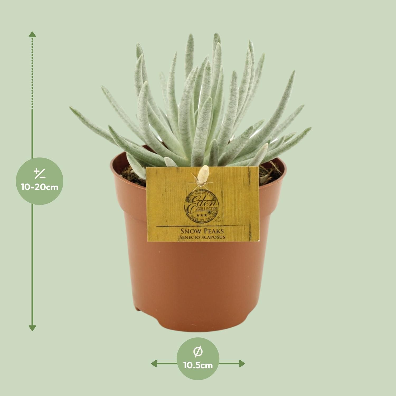 Senecio Scaposus - Ø10,5 ↕15 (12824)