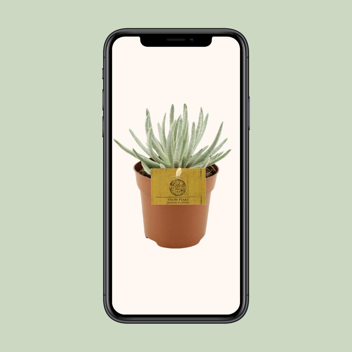 Senecio Scaposus - Ø10,5 ↕15 (12824)