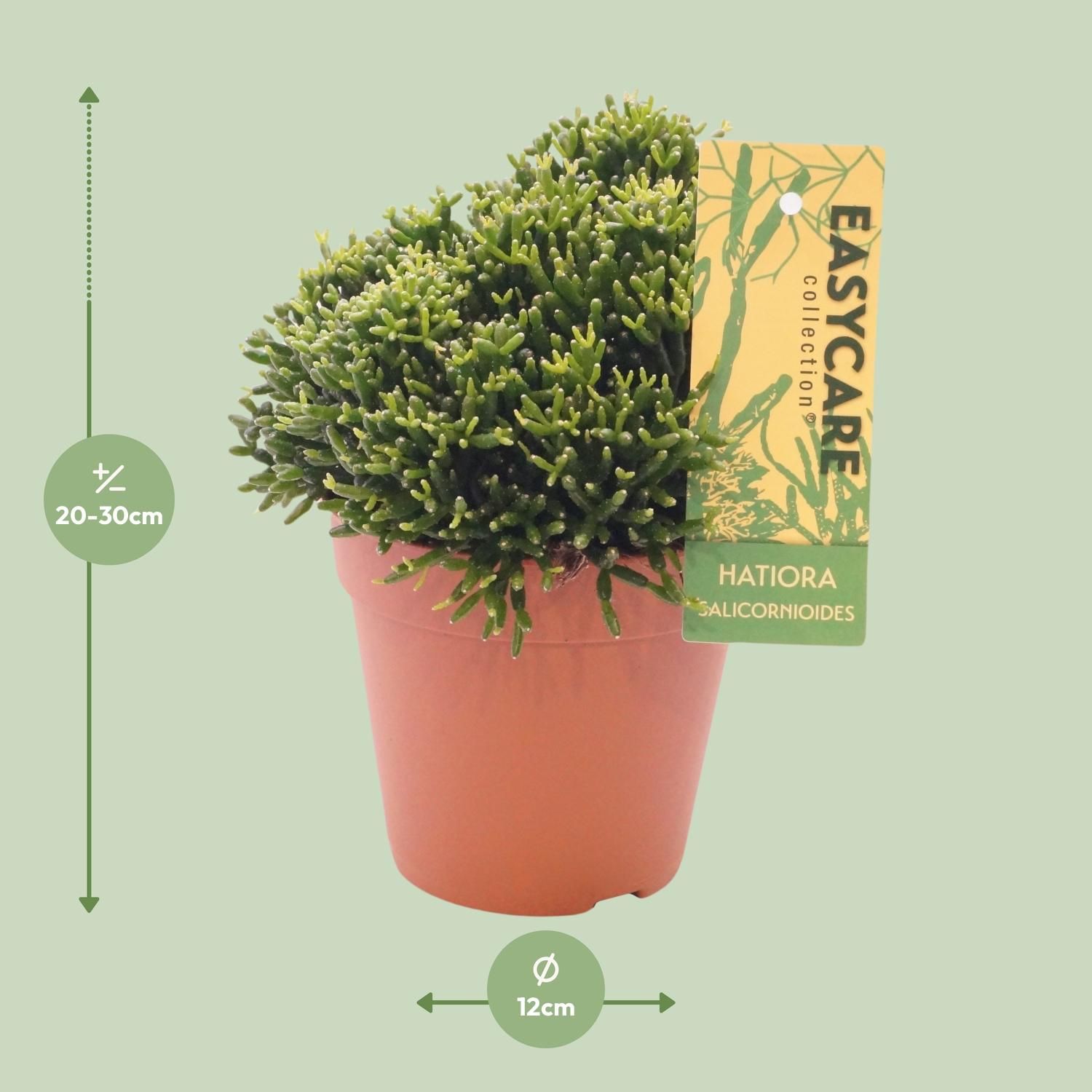 Hatiora Salicornioides - Ø12 ↕22 (12019)