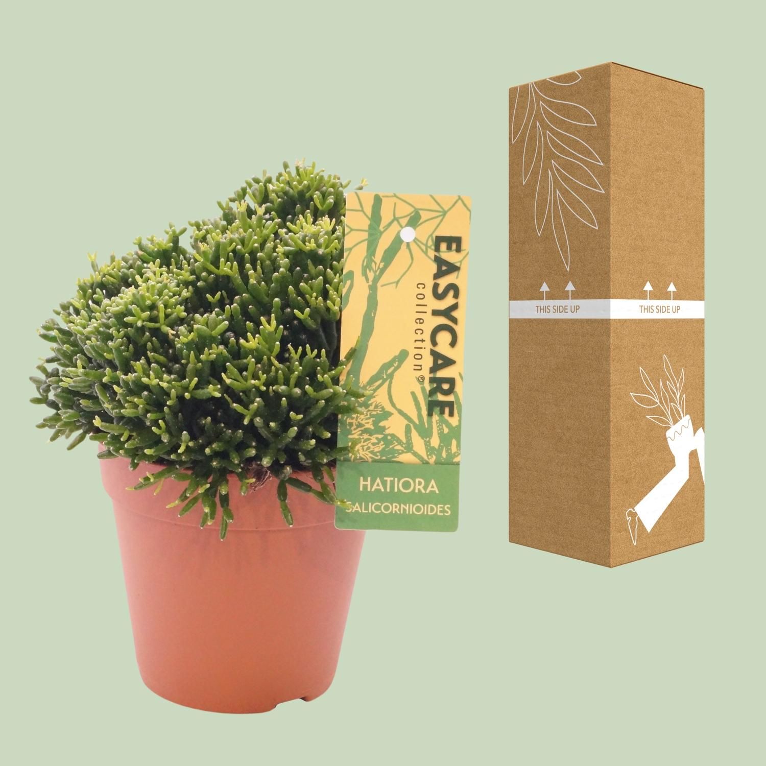 Hatiora Salicornioides - Ø12 ↕22 (12019)