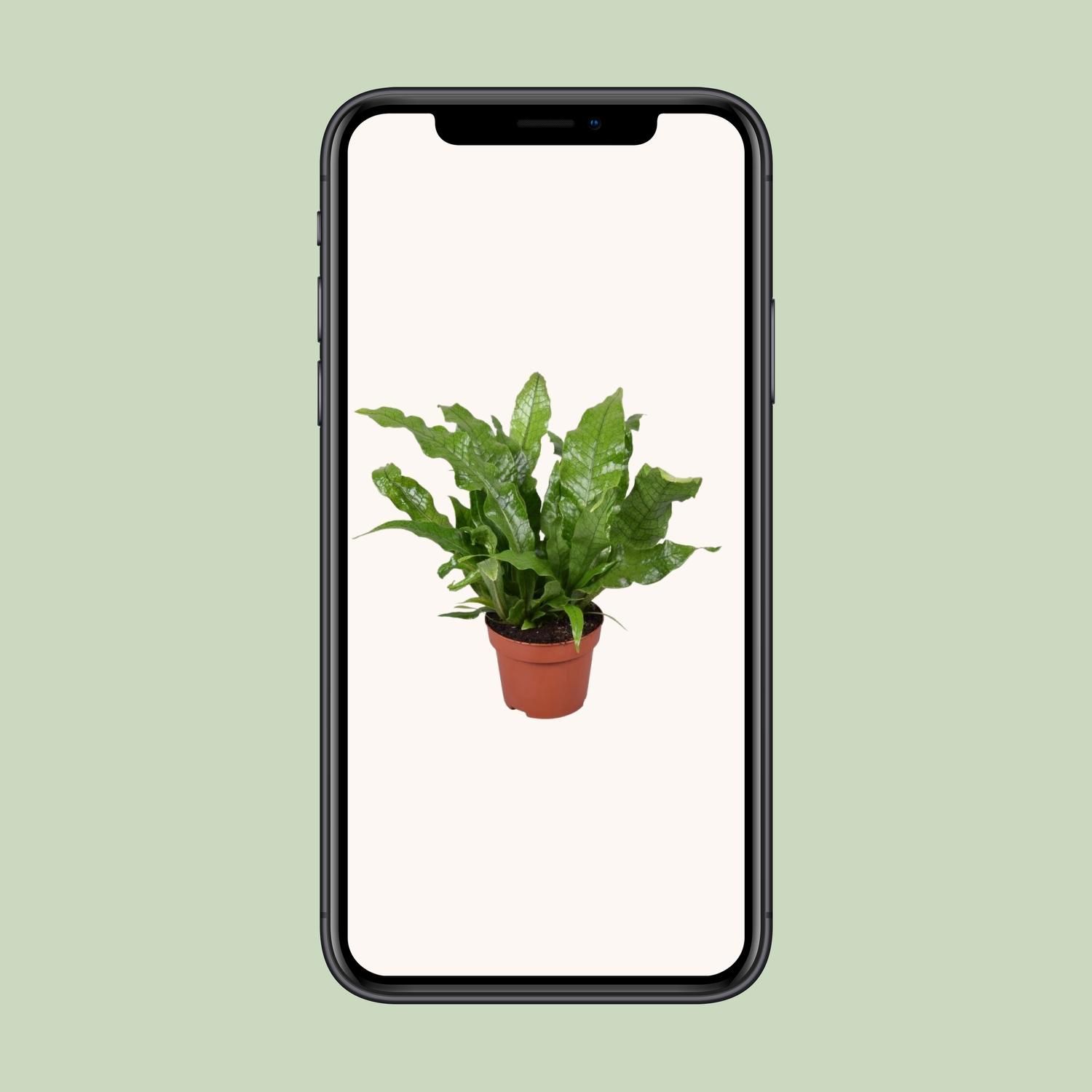 Microsorum Crocodyllus (16747)