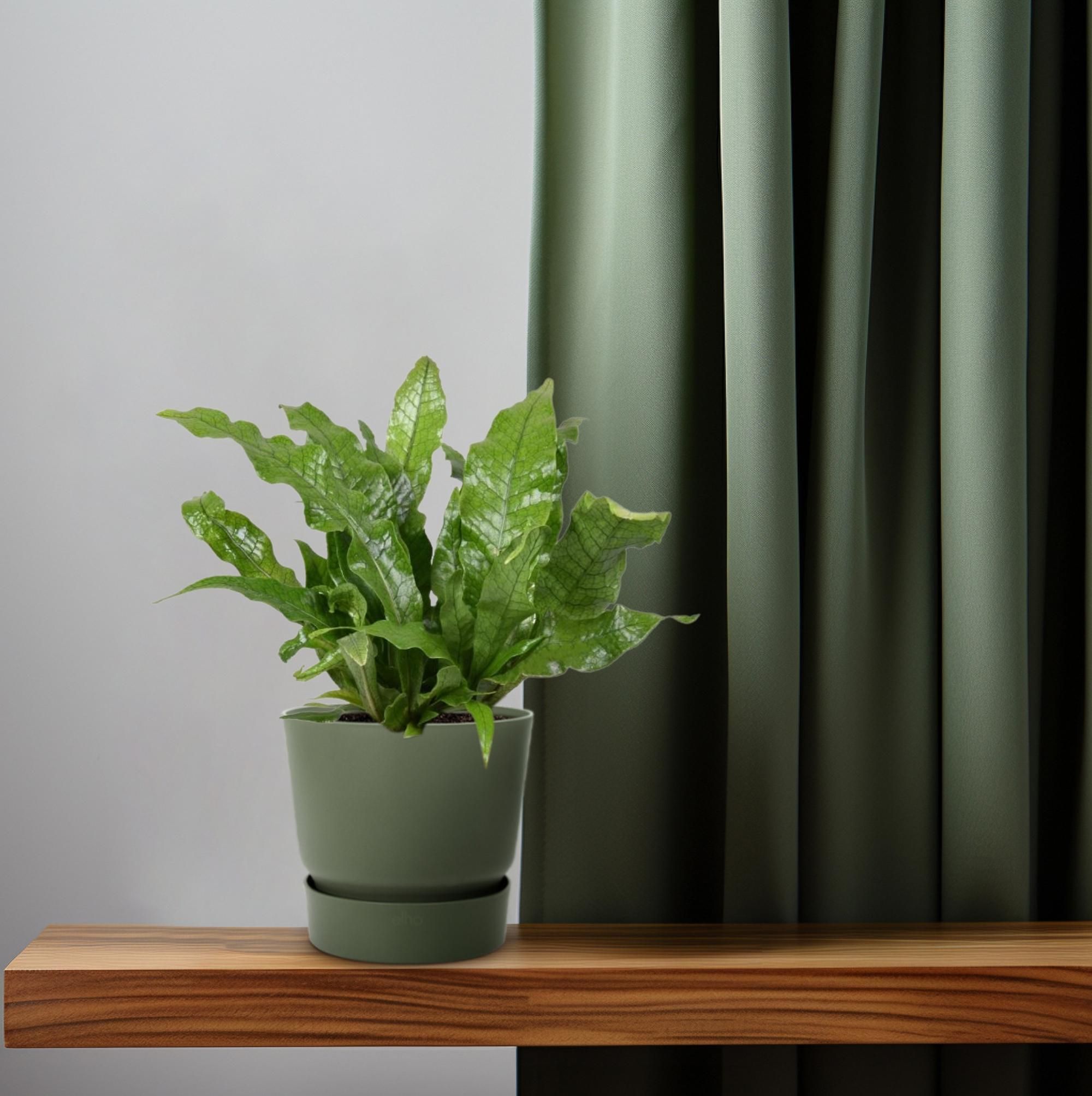 Microsorum Crocodyllus (16747)