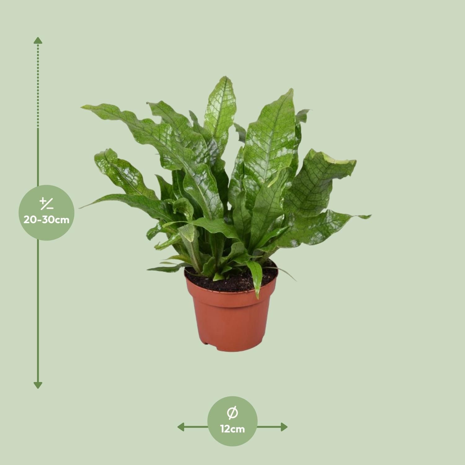 Microsorum Crocodyllus (16747)