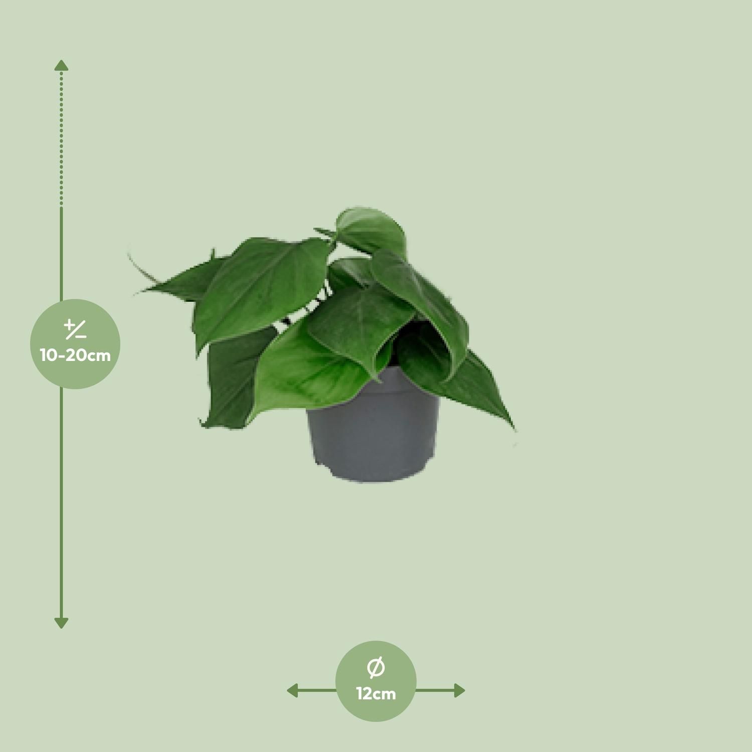 Philodendron Scandens (8720634284950)