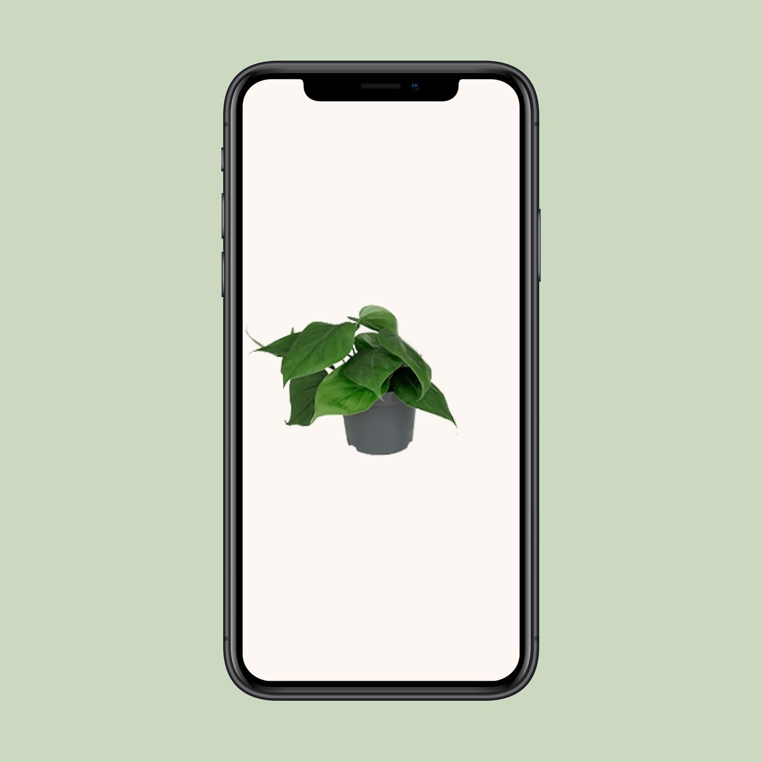 Philodendron Scandens (8720634284950)