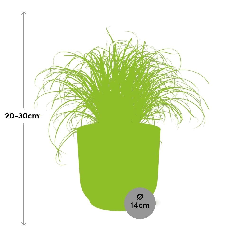 Cyperus Alternifolius Zumula in ELHO Vibes Fold 14cm geel (21677)