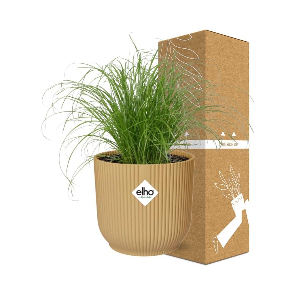 Cyperus Alternifolius Zumula in ELHO Vibes Fold 14cm geel (21677)