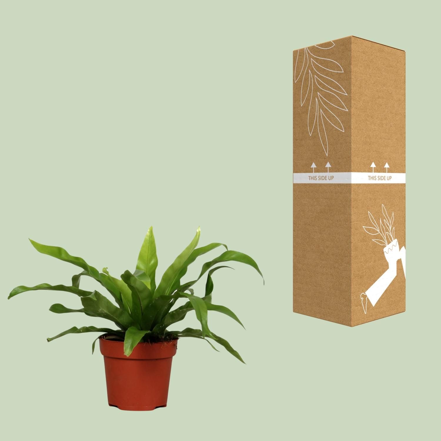 Asplenium Antiquum (8693)