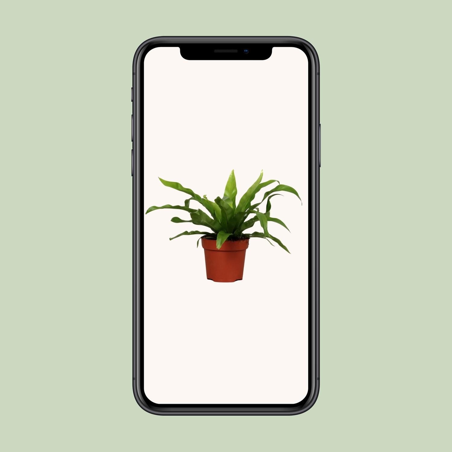 Asplenium Antiquum (8693)