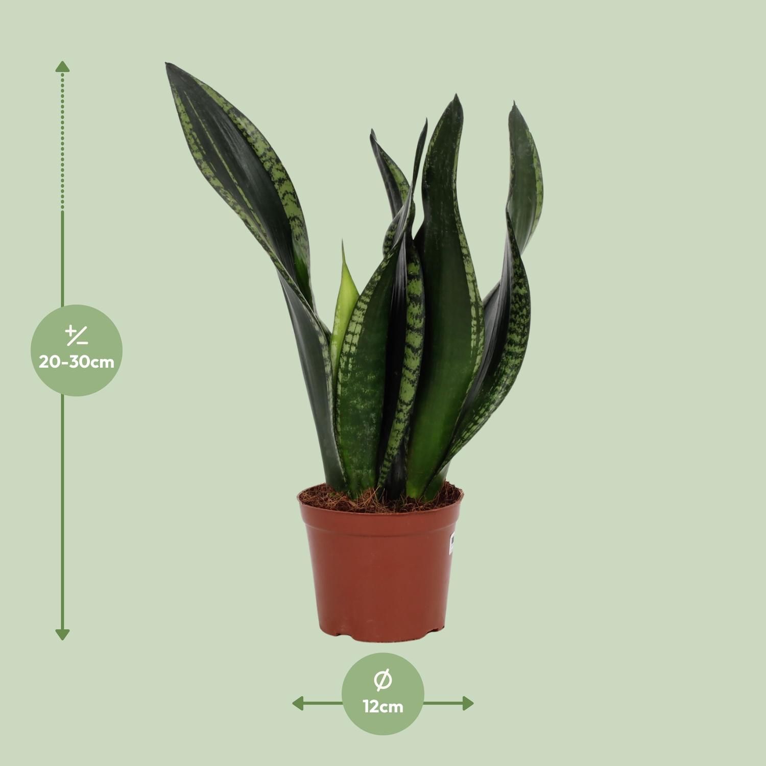 Sansevieria Whitney 12cm (28792)