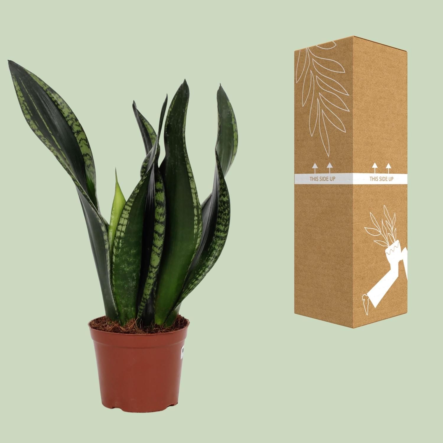 Sansevieria Whitney 12cm (28792)