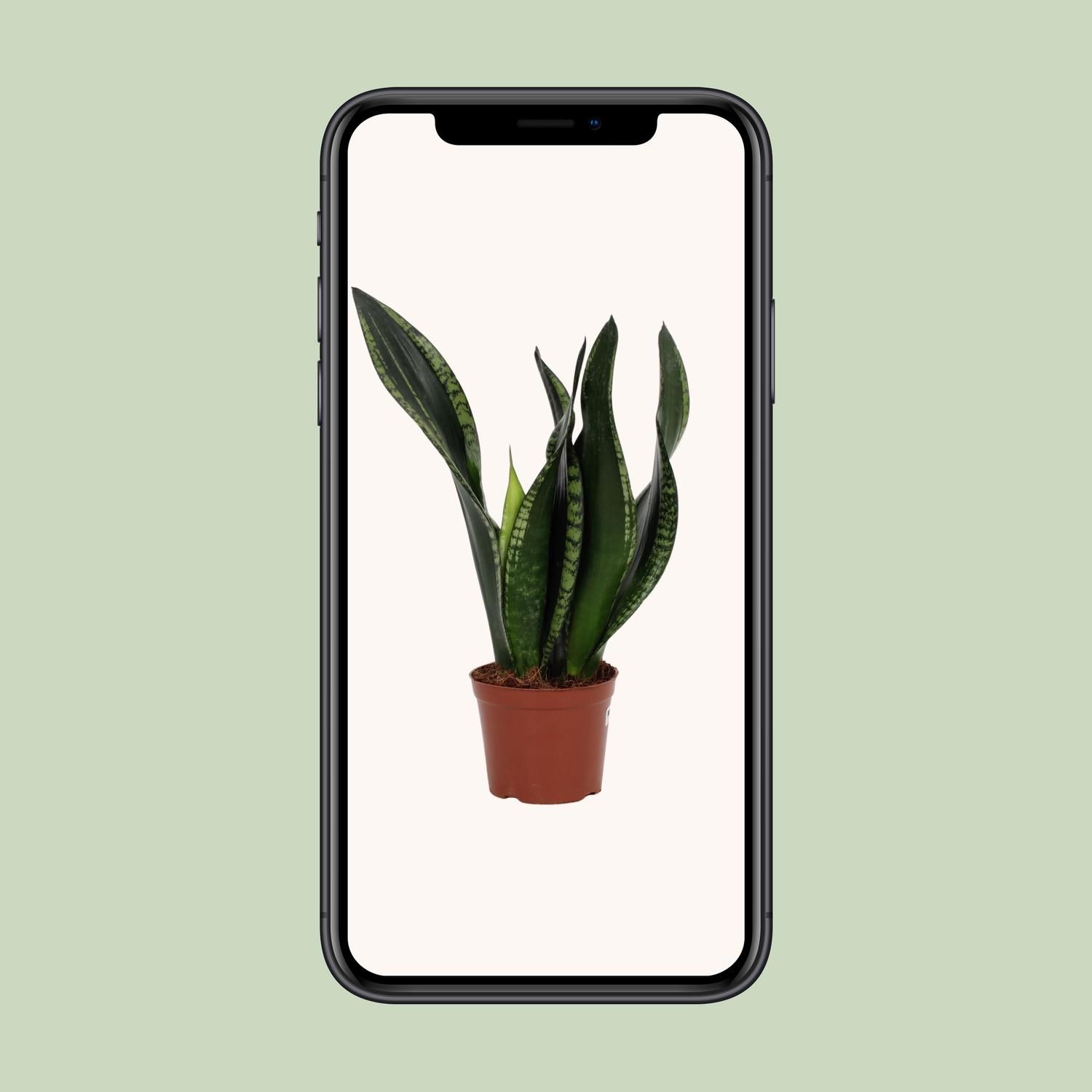 Sansevieria Whitney 12cm (28792)