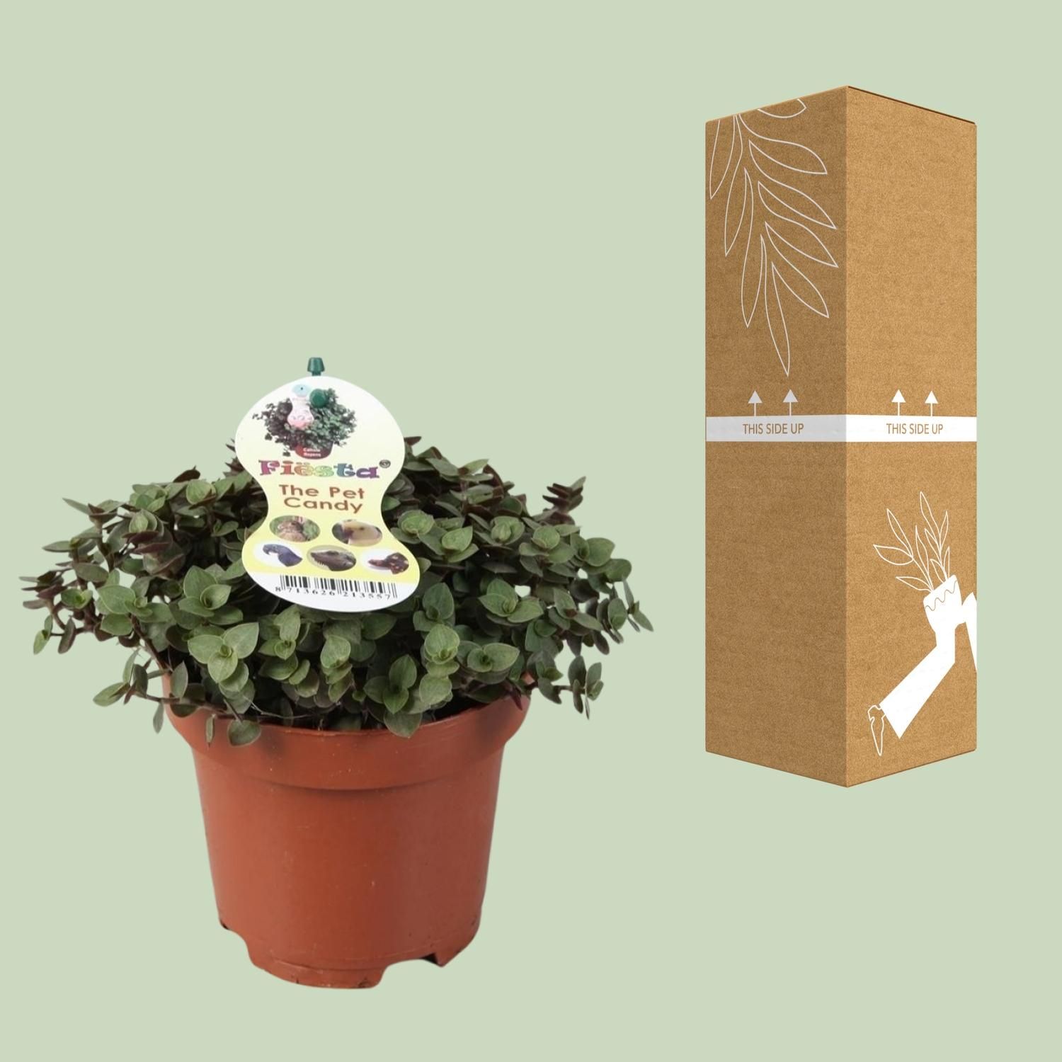 Calissia Repens (9941)