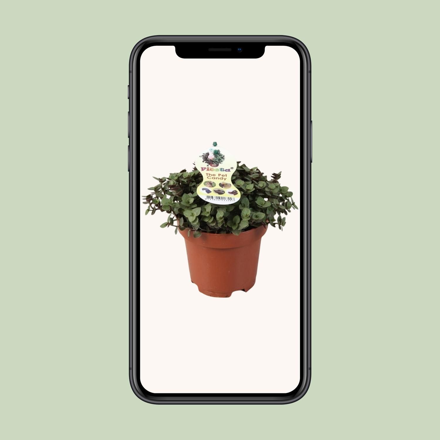 Calissia Repens (9941)