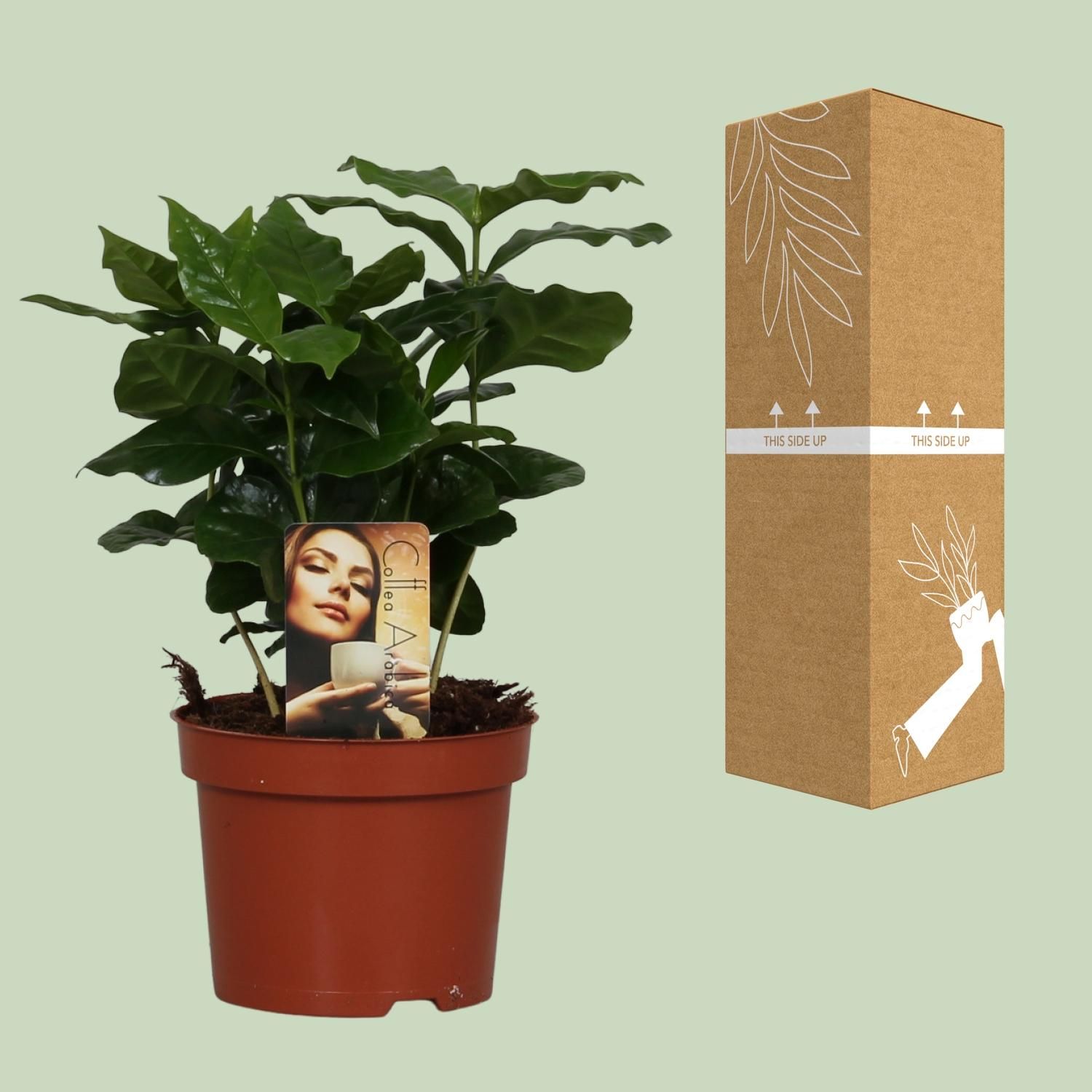 Coffea Arabica (8720634285414)