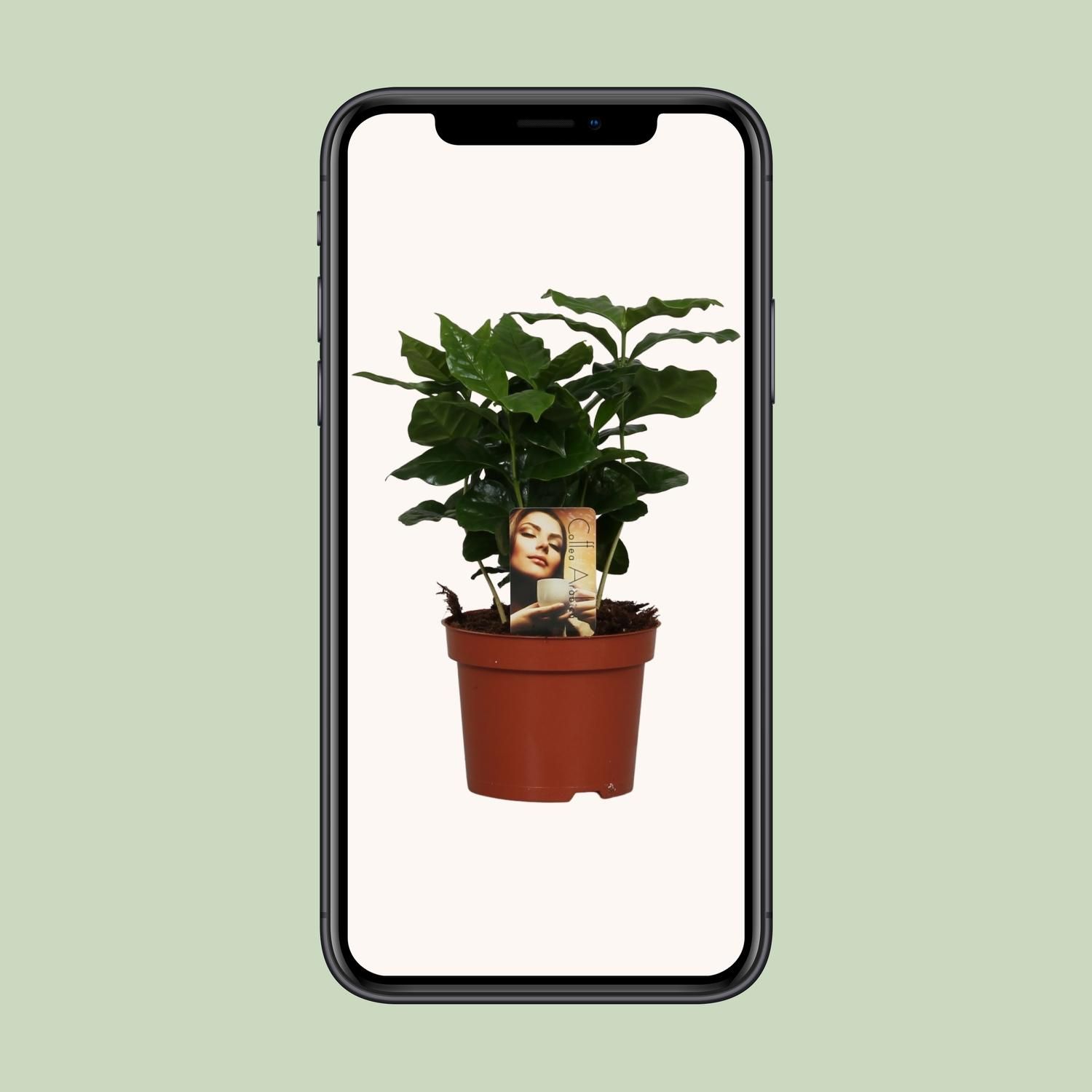 Coffea Arabica (8720634285414)