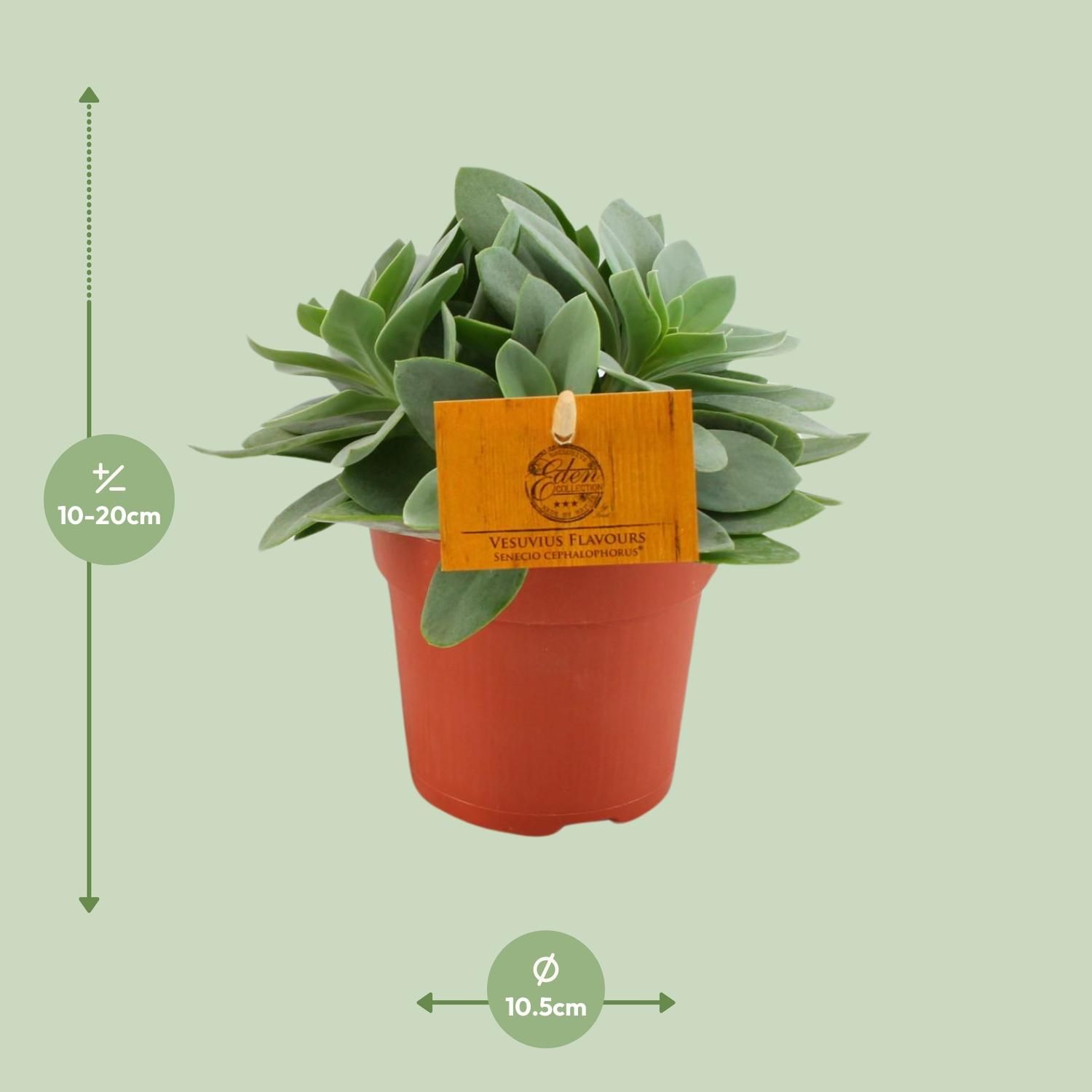 Senecio Cephalophorus (30295)