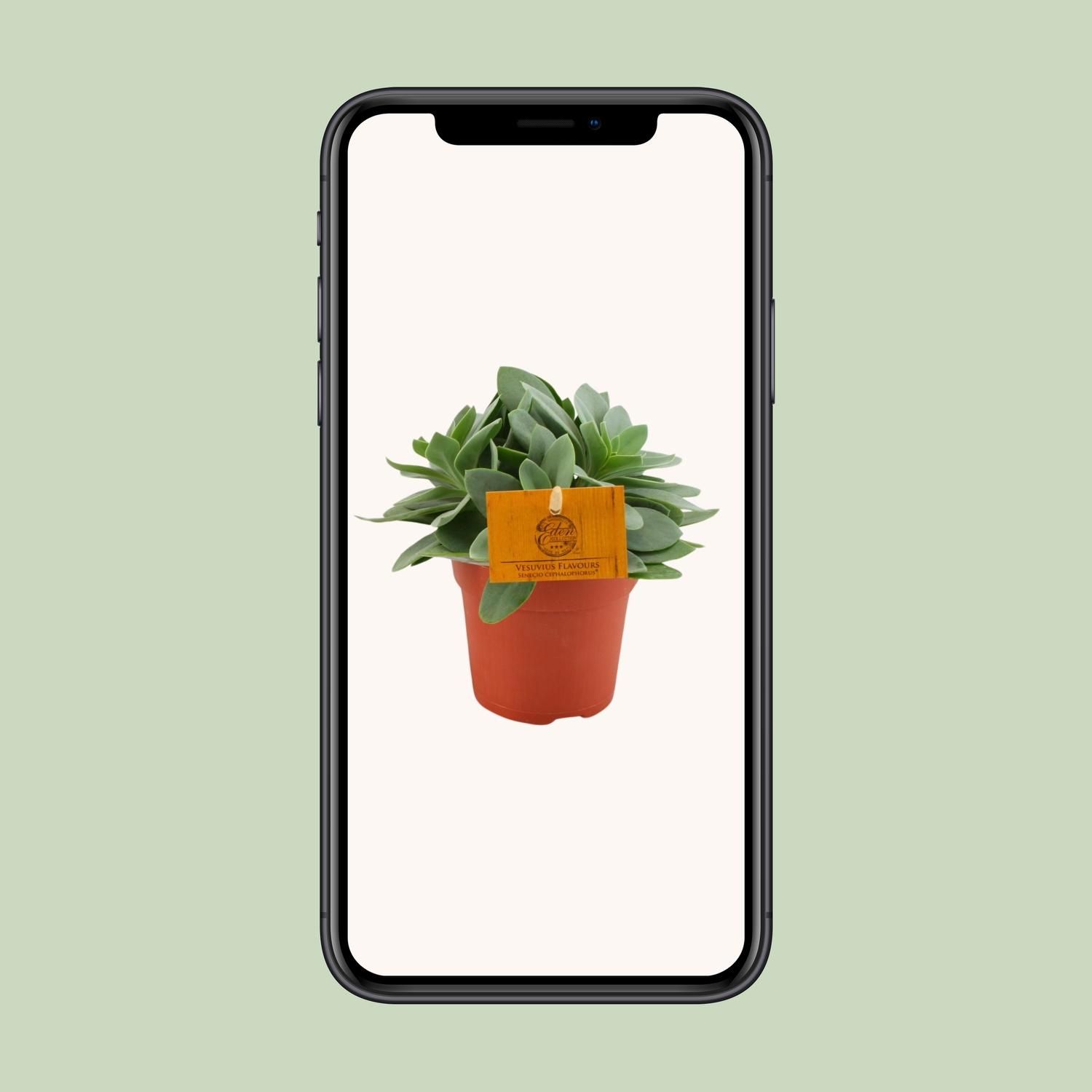 Senecio Cephalophorus (30295)