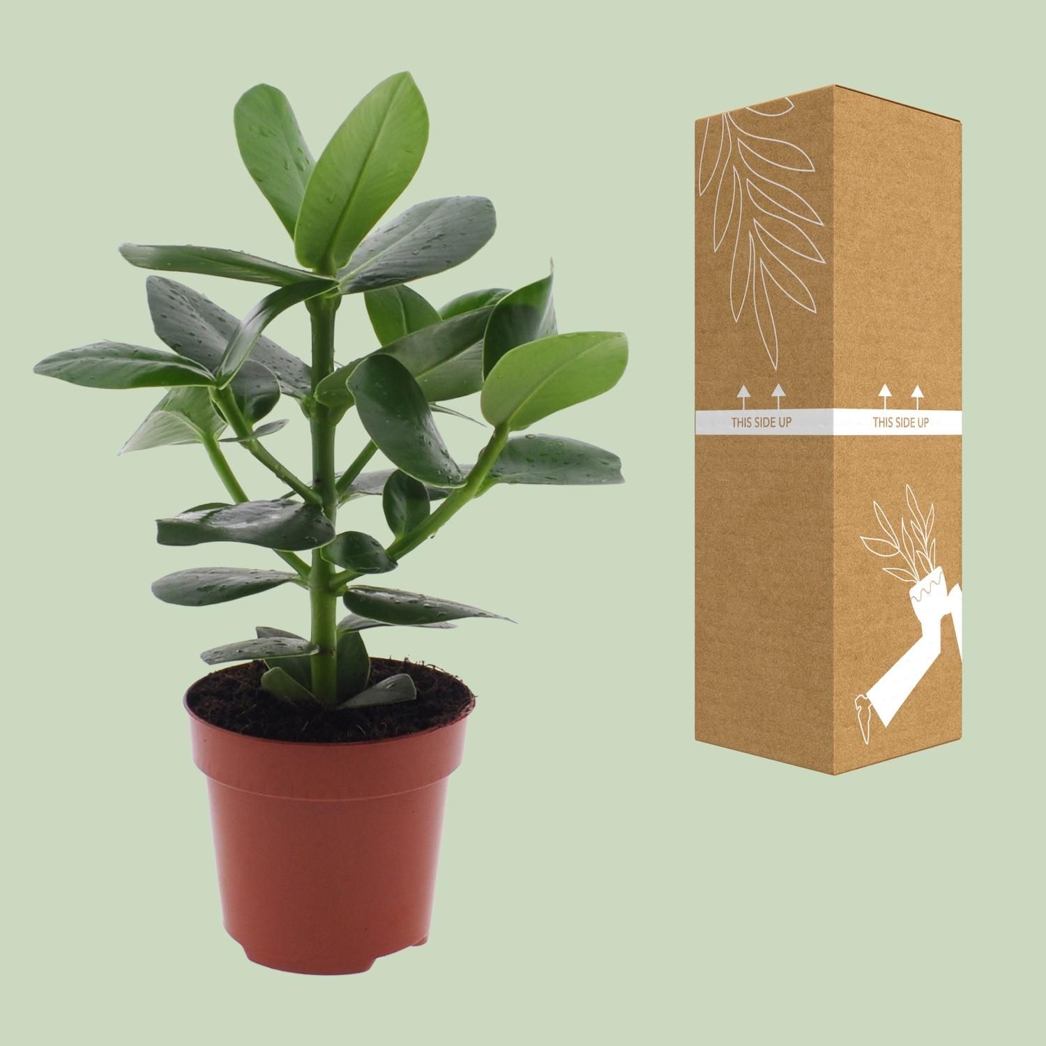 Clusia Rosea Princess (8720634284295)